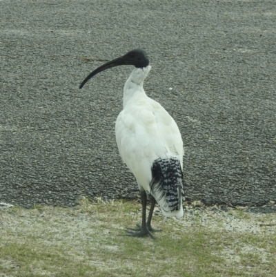 Threskiornis molucca (Australian White Ibis) at Hawks Nest, NSW - 2 Jun 2022 by GlossyGal