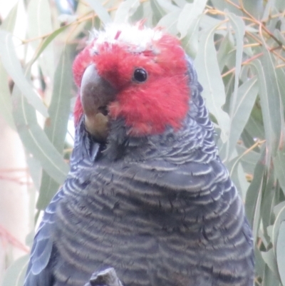 Callocephalon fimbriatum (Gang-gang Cockatoo) at suppressed - 4 Sep 2022 by RobParnell