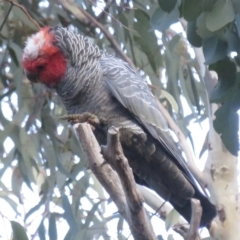 Callocephalon fimbriatum at Aranda, ACT - 4 Sep 2022