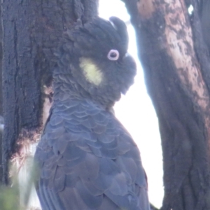 Zanda funerea at Molonglo Valley, ACT - 4 Sep 2022