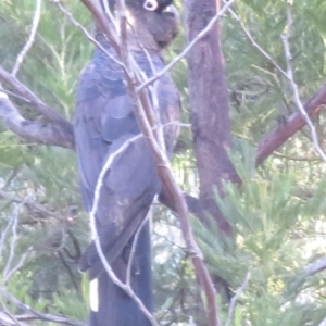 Zanda funerea at Molonglo Valley, ACT - 4 Sep 2022 04:13 PM