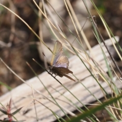 Paralucia crosbyi (Violet Copper Butterfly) at Rendezvous Creek, ACT - 31 Aug 2022 by RAllen