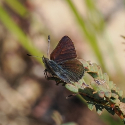 Paralucia crosbyi (Violet Copper Butterfly) by RAllen