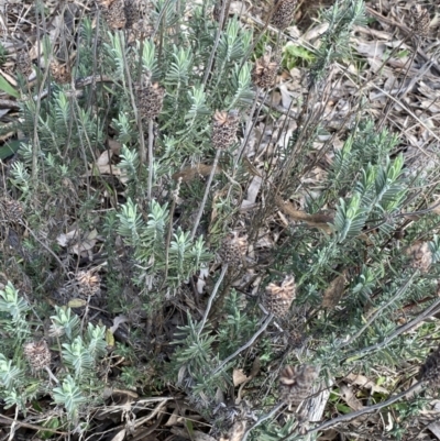 Lavandula stoechas (Spanish Lavender or Topped Lavender) at O'Connor Ridge to Gungahlin Grasslands - 3 Sep 2022 by Ned_Johnston