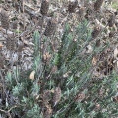 Lavandula stoechas at Kaleen, ACT - 3 Sep 2022