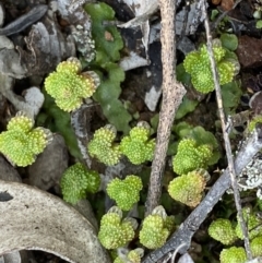 Asterella sp. (genus) (A liverwort) at Bruce, ACT - 4 Sep 2022 by NedJohnston