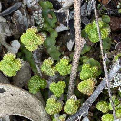 Asterella sp. (genus) (A liverwort) at Bruce, ACT - 4 Sep 2022 by Ned_Johnston