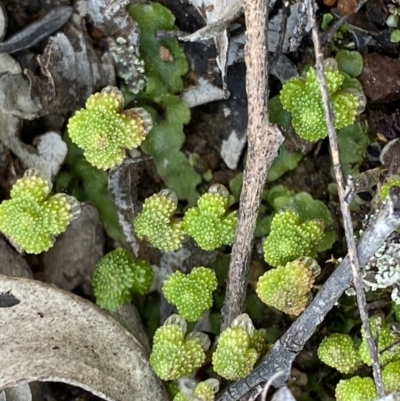 Asterella sp. (genus) (A liverwort) at Bruce, ACT - 4 Sep 2022 by NedJohnston