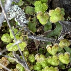 Asterella sp. (genus) at Bruce, ACT - 4 Sep 2022