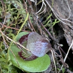 Corysanthes incurva (Slaty Helmet Orchid) at Bruce, ACT by NedJohnston