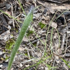 Caladenia sp. at Bruce, ACT - suppressed