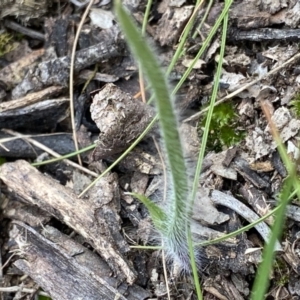 Caladenia sp. at Bruce, ACT - suppressed