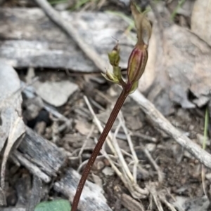 Acianthus collinus at Bruce, ACT - suppressed