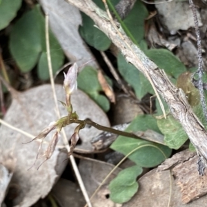 Acianthus collinus at Bruce, ACT - suppressed