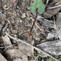 Acianthus collinus at Bruce, ACT - suppressed