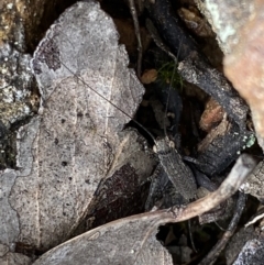 Eurepa marginipennis at Bruce, ACT - 4 Sep 2022