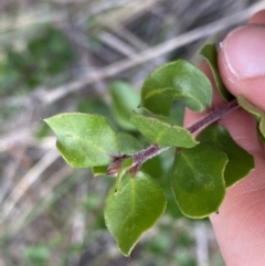 Unidentified Other Shrub at Acton, ACT - 4 Sep 2022 by NedJohnston