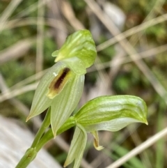 Bunochilus umbrinus (Broad-sepaled Leafy Greenhood) at Acton, ACT - 4 Sep 2022 by Ned_Johnston