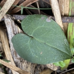 Acianthus sp. (Mayflower Orchid) at Acton, ACT - 4 Sep 2022 by Ned_Johnston