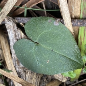 Acianthus sp. at Acton, ACT - 4 Sep 2022