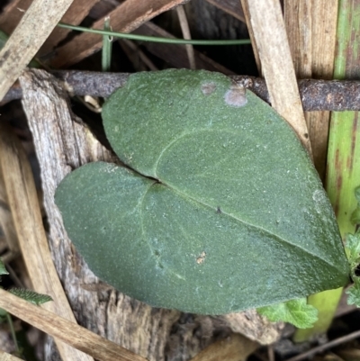 Acianthus sp. (Mayflower Orchid) at Acton, ACT - 4 Sep 2022 by Ned_Johnston