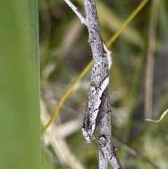 Philobota stella (A concealer moth) at Acton, ACT - 4 Sep 2022 by NedJohnston