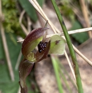 Chiloglottis trapeziformis at Acton, ACT - 4 Sep 2022