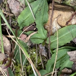 Chiloglottis trapeziformis at Acton, ACT - 4 Sep 2022