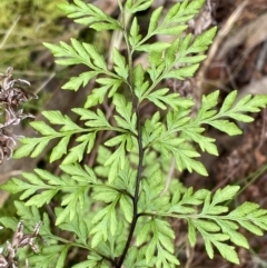 Cheilanthes austrotenuifolia (Rock Fern) at Acton, ACT - 4 Sep 2022 by Ned_Johnston