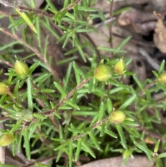 Hibbertia calycina (Lesser Guinea-flower) at Acton, ACT - 4 Sep 2022 by NedJohnston