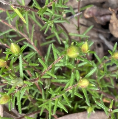 Hibbertia calycina (Lesser Guinea-flower) at Acton, ACT - 4 Sep 2022 by Ned_Johnston