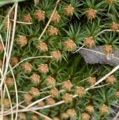 Polytrichum at Acton, ACT - 4 Sep 2022 by Ned_Johnston