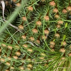 Polytrichum at Acton, ACT - 4 Sep 2022