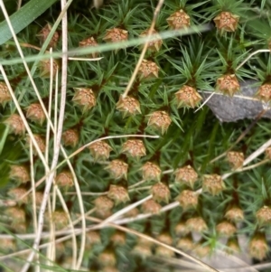 Polytrichum at Acton, ACT - 4 Sep 2022