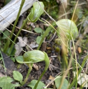 Pterostylis nutans at Acton, ACT - 4 Sep 2022