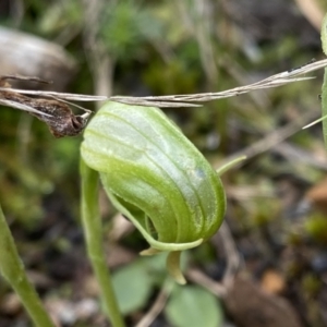 Pterostylis nutans at Acton, ACT - 4 Sep 2022