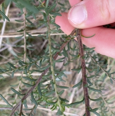 Olearia tenuifolia (Narrow-leaved Daisybush) at Acton, ACT - 4 Sep 2022 by Ned_Johnston