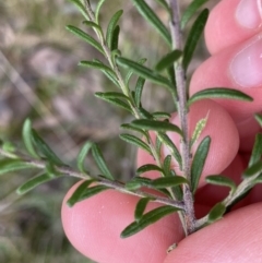 Olearia tenuifolia at Acton, ACT - 4 Sep 2022 11:00 AM