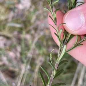 Olearia tenuifolia at Acton, ACT - 4 Sep 2022