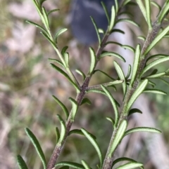 Olearia tenuifolia at Acton, ACT - 4 Sep 2022 11:00 AM