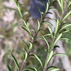 Olearia tenuifolia at Acton, ACT - 4 Sep 2022 11:00 AM