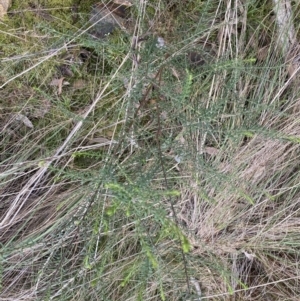 Olearia tenuifolia at Acton, ACT - 4 Sep 2022 11:00 AM