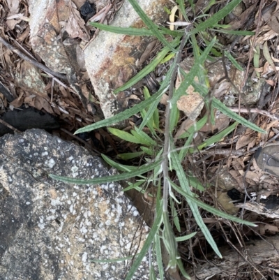 Senecio phelleus (Rock Fireweed) at Acton, ACT - 4 Sep 2022 by Ned_Johnston