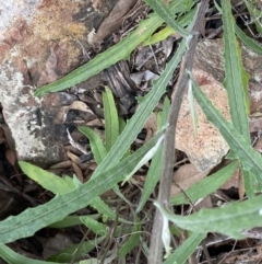 Senecio phelleus at Acton, ACT - 4 Sep 2022 10:51 AM