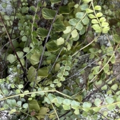 Asplenium flabellifolium (Necklace Fern) at Acton, ACT - 4 Sep 2022 by Ned_Johnston