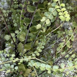 Asplenium flabellifolium at Acton, ACT - 4 Sep 2022