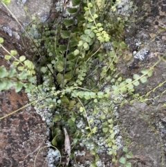 Asplenium flabellifolium at Acton, ACT - 4 Sep 2022 10:49 AM