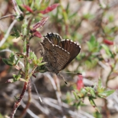 Paralucia crosbyi (Violet Copper Butterfly) by RAllen