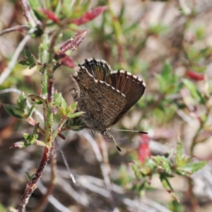 Paralucia crosbyi at suppressed - 1 Sep 2022