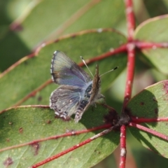 Paralucia crosbyi (Violet Copper Butterfly) at Rendezvous Creek, ACT - 1 Sep 2022 by RAllen